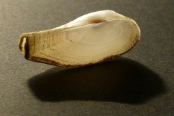 Lyonsia norwegica - Lyonsiidae