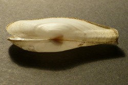 Lyonsia norwegica - Lyonsiidae