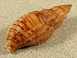 Lyria boholensis - Volutidae