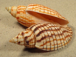 Callipara kurodai - Volutidae