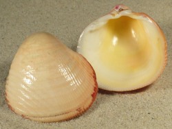 Lyrocardium lyratum - Cardiidae