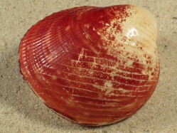 Lyrocardium lyratum - Cardiidae