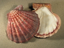 Nodipecten subnodosus - Pectinidae