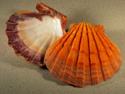 Nodipecten subnodosus - Pectinidae