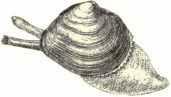 Macoma balthica - Tellinidae