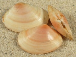 Macomopsis pellucida - Tellinidae
