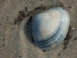 Mactra stultorum - Mactridae