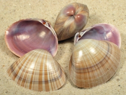 Mactra stultorum - Mactridae