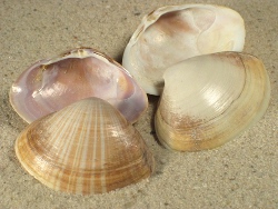 Mactra stultorum - Mactridae