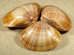 Mactra glauca - Mactridae