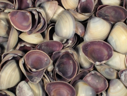 Mactra grandis - Mactridae