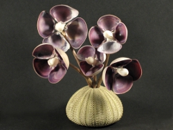 Mactra grandis - Mactridae