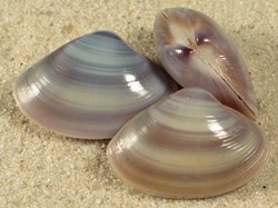 Mactra luzonica - Mactridae