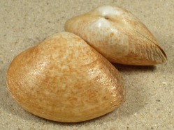 Mactra maculata - Mactridae