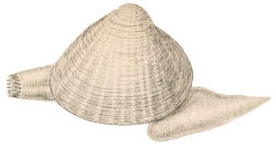 Mactra stultorum - Mactridae