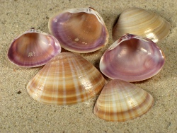 Mactra stultorum - Mactridae