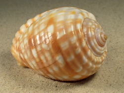 Malea pomum - Tonnidae