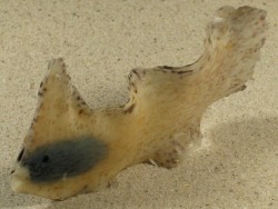 Malleus anatinus - Malleidae