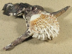 Malleus malleus - Malleidae