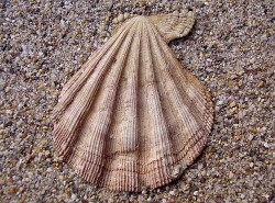 Manupecten pesfelis - Pectinidae