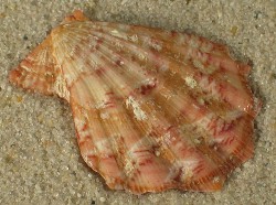 Manupecten pesfelis - Pectinidae