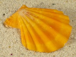 Manupecten pesfelis - Pectinidae