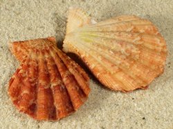 Manupecten pesfelis - Pectinidae