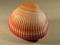 Maoricardium psedolima - Cardiidae
