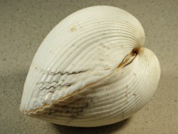 Maoricardium pseudolima - Cardiidae