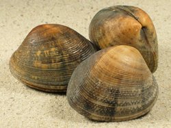 Marcia japonica - Veneridae