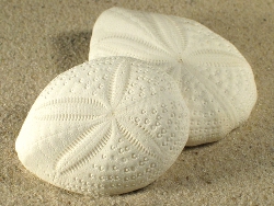 Maretia planulata - Spatangidae