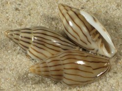 Marginella cleryi - Marginellidae