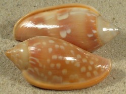 Marginella desjardini - Marginellidae