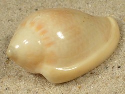 Marginella glabella - Marginellidae
