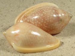 Marginella glabella - Marginellidae