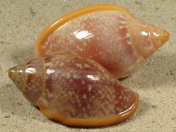 Marginella glabella - Marginellidae