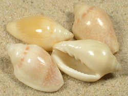 Marginella irrorata - Marginellidae