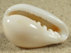 Prunum labiatum - Marginellidae