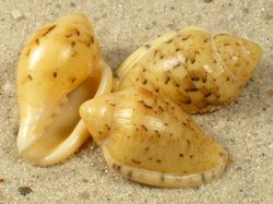 Marginella lutea - Marginellidae