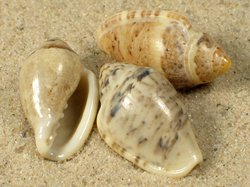 Marginella piperata- Marginellidae