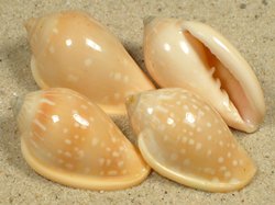 Marginella pseudosebastiani - Marginellidae