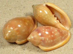 Marginella sebastiani - Marginellidae