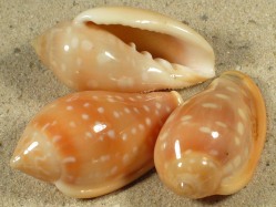 Marginella sebastiani - Marginellidae