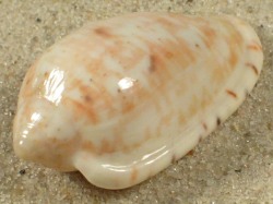 Marginella senegalensis - Marginellidae