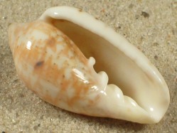 Marginella senegalensis - Marginellidae