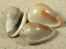 Cryptospira ventricosa - Marginellidae