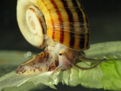 Marisa cornuarietis - Ampullariidae