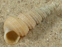 Mathilda quinquelirata - Mathildidae