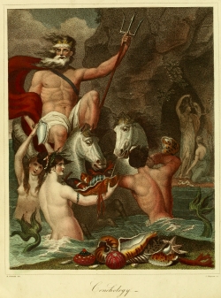 Turbo sarmaticus - Turbinidae