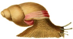 Megalobulimus oblongus - Megalobulimidae